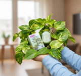 Ginseng Kianpi Pill Original For Weight Gain , Muscles , Strength